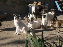 TOFFI, Hund, Mischlingshund in Bulgarien - Bild 2