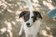 TOFFI, Hund, Mischlingshund in Bulgarien - Bild 3