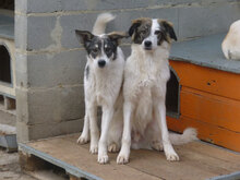 TOFFI, Hund, Mischlingshund in Bulgarien - Bild 4