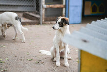 TOFFI, Hund, Mischlingshund in Bulgarien - Bild 5