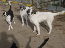 TOFFI, Hund, Mischlingshund in Bulgarien - Bild 6