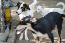 TOFFI, Hund, Mischlingshund in Bulgarien - Bild 8