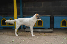 TOFFI, Hund, Mischlingshund in Bulgarien - Bild 9