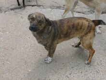 TIGRA, Hund, Mischlingshund in Bulgarien - Bild 10