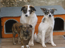 TIGRA, Hund, Mischlingshund in Bulgarien - Bild 2