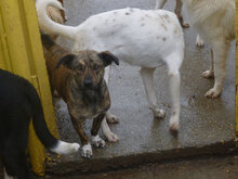 TIGRA, Hund, Mischlingshund in Bulgarien - Bild 3