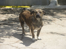 TIGRA, Hund, Mischlingshund in Bulgarien - Bild 4