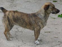 TIGRA, Hund, Mischlingshund in Bulgarien - Bild 5