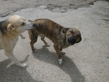 TIGRA, Hund, Mischlingshund in Bulgarien - Bild 6