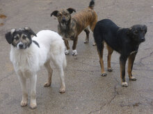 TIGRA, Hund, Mischlingshund in Bulgarien - Bild 7