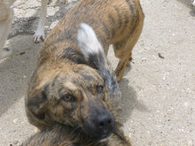 TIGRA, Hund, Mischlingshund in Bulgarien - Bild 8