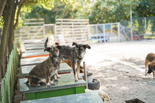 TIGRA, Hund, Mischlingshund in Bulgarien - Bild 9