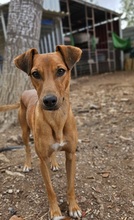 TEDDY, Hund, Podenco in Spanien - Bild 1