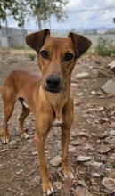 TEDDY, Hund, Podenco in Spanien - Bild 2