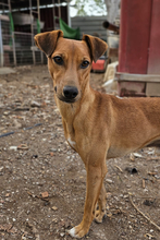 TEDDY, Hund, Podenco in Spanien - Bild 3