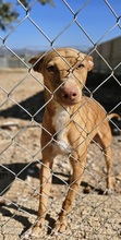 GERADO, Hund, Podenco in Spanien - Bild 1