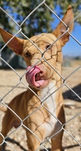 GERADO, Hund, Podenco in Spanien - Bild 2