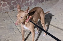 GERADO, Hund, Podenco in Spanien - Bild 3