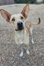 HISPANO, Hund, Podenco-Mix in Spanien - Bild 1