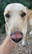 HISPANO, Hund, Podenco-Mix in Spanien - Bild 2