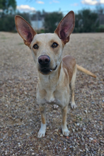 HISPANO, Hund, Podenco-Mix in Spanien - Bild 3