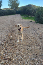 HISPANO, Hund, Podenco-Mix in Spanien - Bild 4