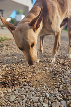 HISPANO, Hund, Podenco-Mix in Spanien - Bild 5