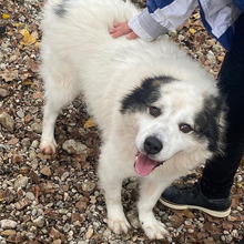 SOMBA, Hund, Tornjak-Mix in Kroatien - Bild 1