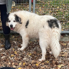 SOMBA, Hund, Tornjak-Mix in Kroatien - Bild 3