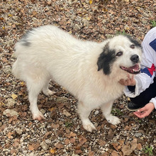 SOMBA, Hund, Tornjak-Mix in Kroatien - Bild 5