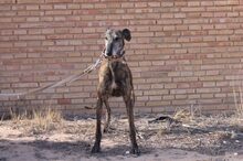 RUANA, Hund, Galgo Español in Villmar - Bild 1