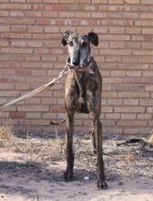 RUANA, Hund, Galgo Español in Villmar - Bild 2