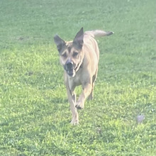 MONA, Hund, Mischlingshund in Kroatien - Bild 5