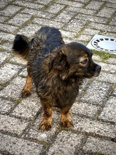 PEEWEE, Hund, Chihuahua-Shih Tzu-Mix in Karlsdorf-Neuthard - Bild 1