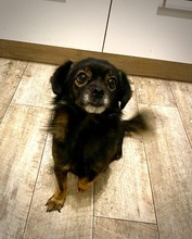 PEEWEE, Hund, Chihuahua-Shih Tzu-Mix in Karlsdorf-Neuthard - Bild 19