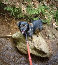 PEEWEE, Hund, Chihuahua-Shih Tzu-Mix in Karlsdorf-Neuthard - Bild 2