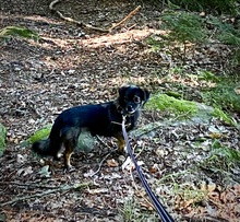 PEEWEE, Hund, Chihuahua-Shih Tzu-Mix in Karlsdorf-Neuthard - Bild 5