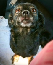 PEEWEE, Hund, Chihuahua-Shih Tzu-Mix in Karlsdorf-Neuthard - Bild 9