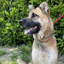 ZORKI, Hund, Deutscher Schäferhund-Mix in Kroatien - Bild 1