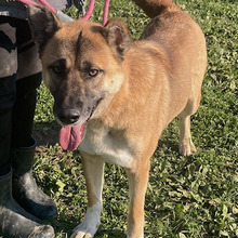 ZORKI, Hund, Deutscher Schäferhund-Mix in Kroatien - Bild 2