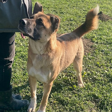 ZORKI, Hund, Deutscher Schäferhund-Mix in Kroatien - Bild 5