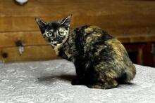 PRIMULA, Katze, Europäisch Kurzhaar in Solingen - Bild 8