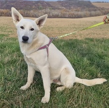 CHAPPI, Hund, Mischlingshund in Rumänien - Bild 2