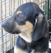 HANNES, Hund, Mischlingshund in Zypern - Bild 10