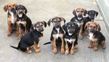 HANNES, Hund, Mischlingshund in Zypern - Bild 2