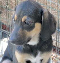 HANNES, Hund, Mischlingshund in Zypern - Bild 5