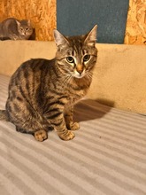 MUFASA, Katze, Hauskatze in Bulgarien - Bild 3