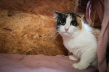 SHELDA, Katze, Hauskatze in Bulgarien - Bild 7