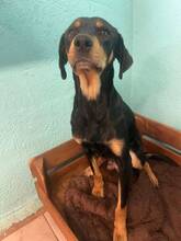 LAIKA, Hund, Mischlingshund in Spanien - Bild 1