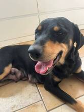 LAIKA, Hund, Mischlingshund in Spanien - Bild 2